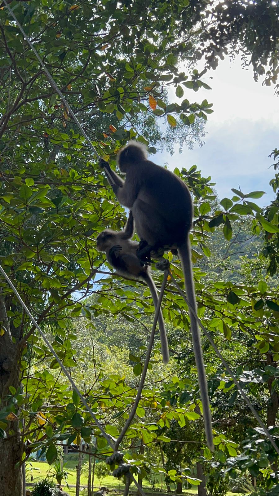 Tauchen Sie ein in die unberührte Wildnis und erleben Sie magische Begegnungen mit exotischen Waldbewohnern hautnah in ihrem natürlichen Lebensraum. Unsere geführten Dschungeltouren bringen Sie ganz nah an die Wunder der Natur heran – bereit für Ihr nächstes großes Abenteuer?